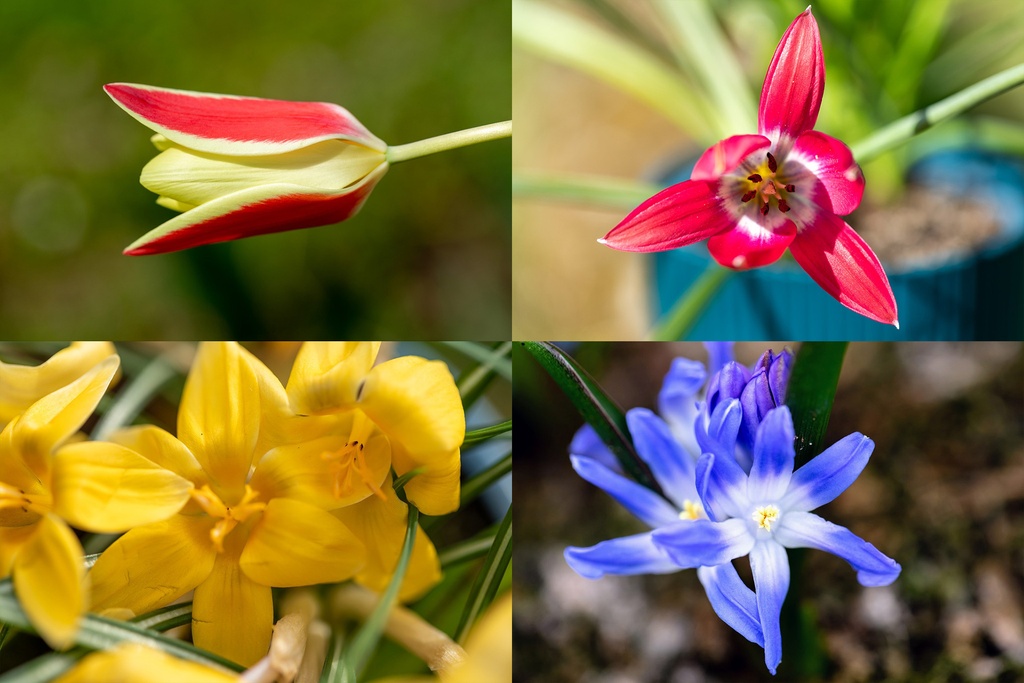 Mélange de bulbes pour les abeilles 'Prairie Vivace'