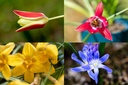 Mélange de bulbes pour les abeilles 'Prairie Vivace'