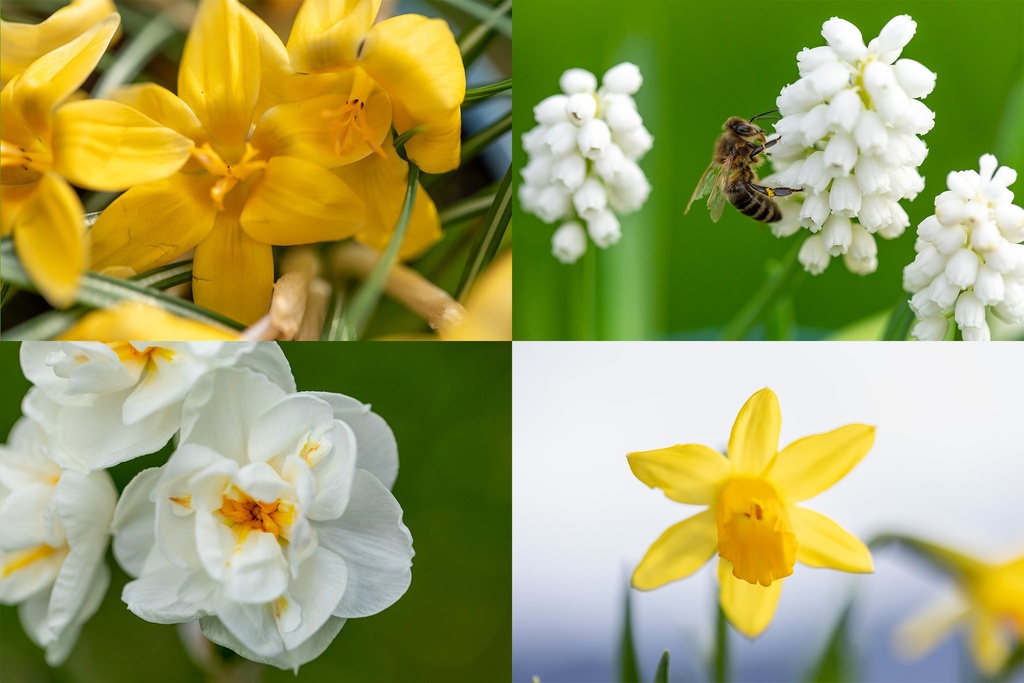 Mélange de bulbes pour Abeilles 'Apéritif Royal'