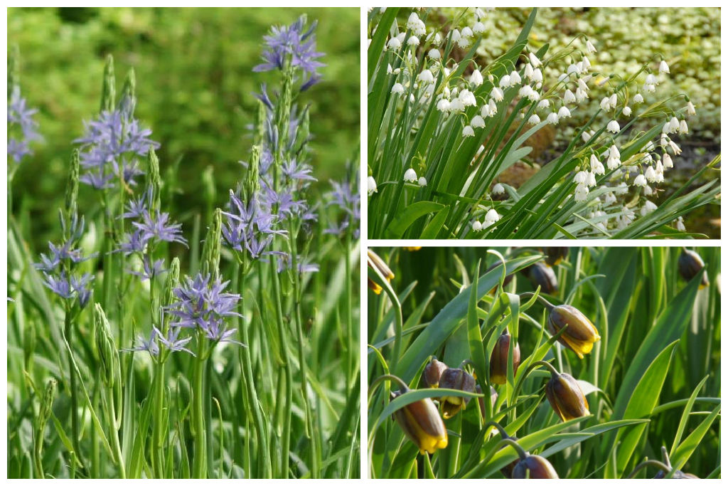 Bienenmischung 'Am Teich'