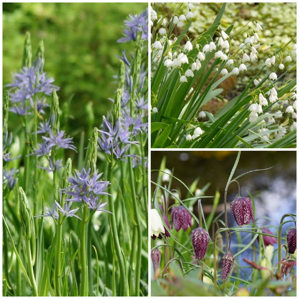 Bienenmischung 'Am Teich'