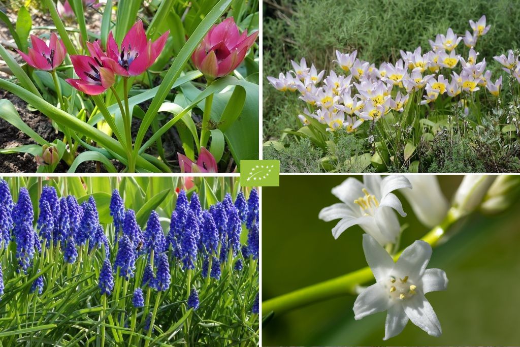 Mélange de bulbes pour Abeilles 'Bain De Soleil'
