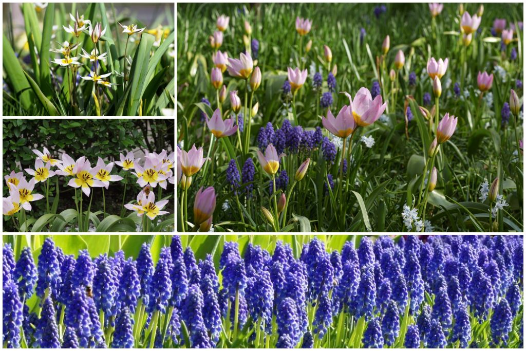 Bienenmischung 'Steingarten'