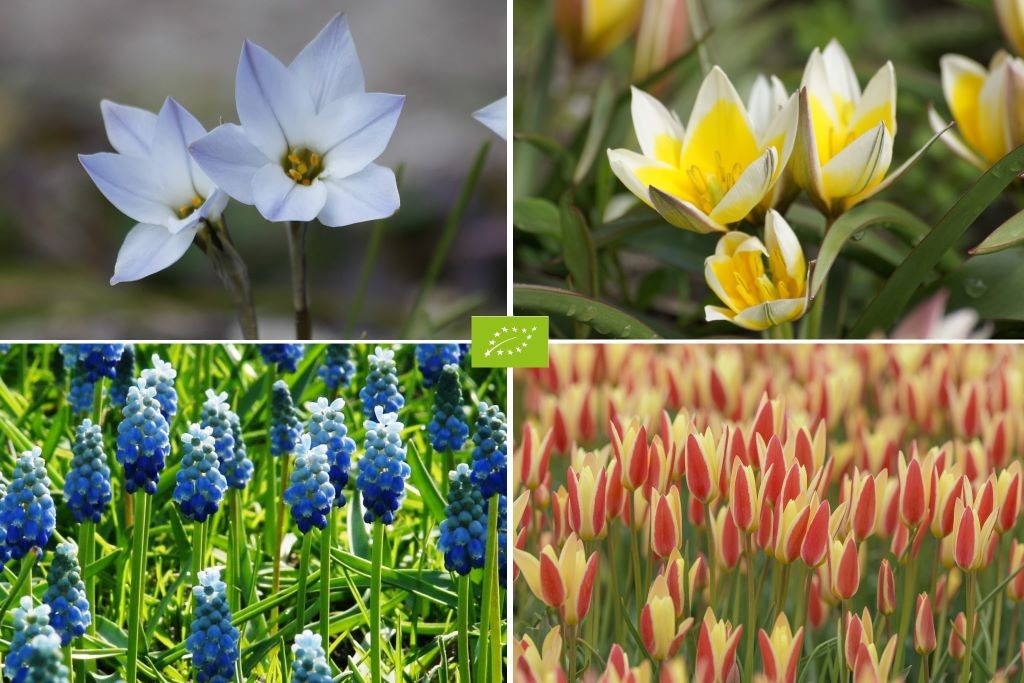 Bee Bulb Mix 'Pots & Planters'