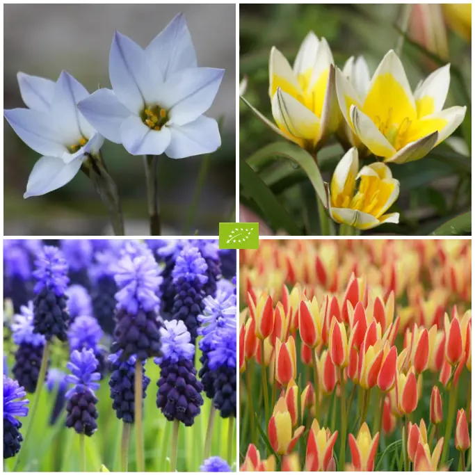 Mélange de bulbes pour Abeilles 'Pots & Jardinières'