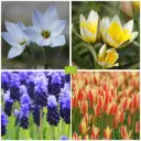 Mélange de bulbes pour Abeilles 'Pots & Jardinières'