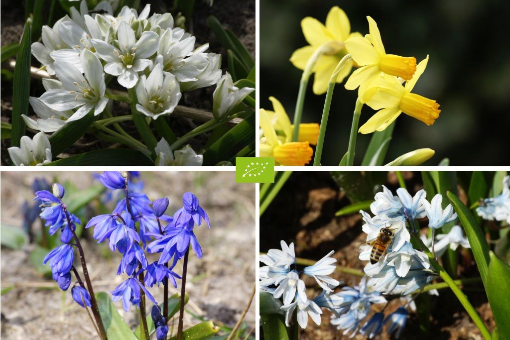 Bee Bulb Mix 'Shady Corner'