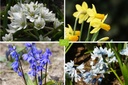 Bee Bulb Mix 'Shady Corner'
