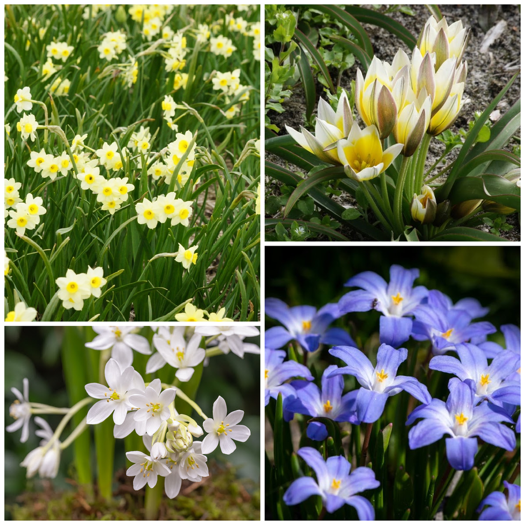 Bee Bulb Mix 'Under Trees'