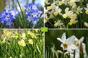Mélange de bulbes pour Abeilles 'Sous les Arbres'
