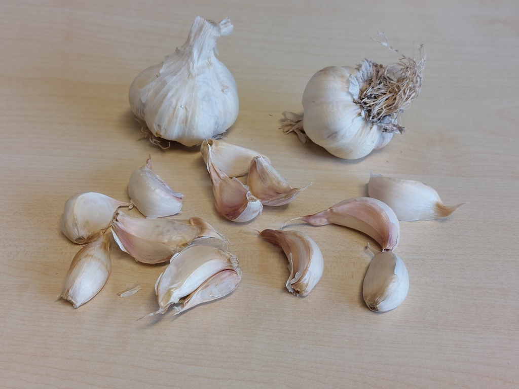 Garlic 'Vallelado'