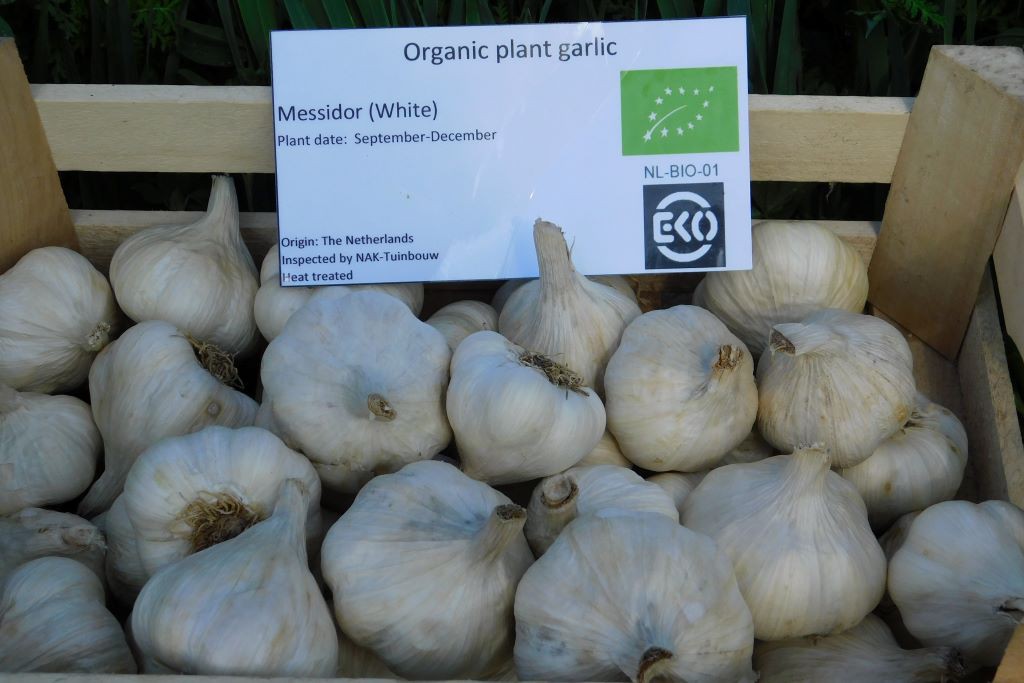Knoblauch 'Vallelado'