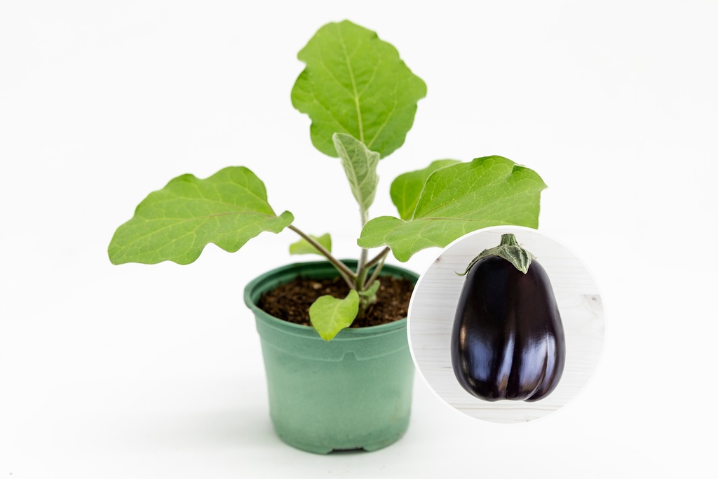 Planton bio d'Aubergine 'Black Beauty'