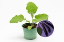 Seedling, Eggplant, Purple Long