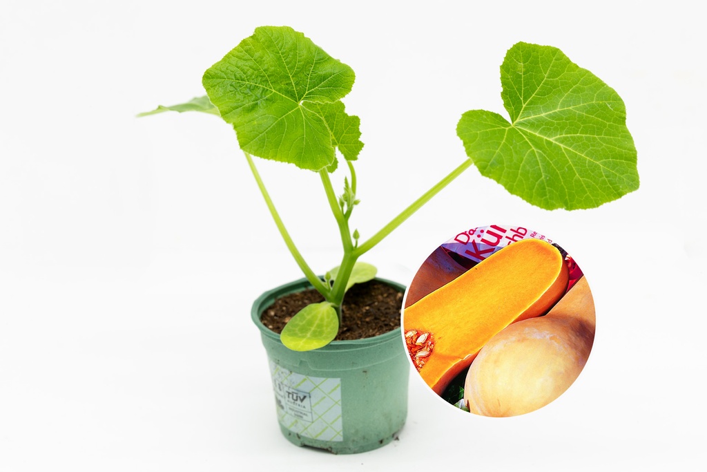 Seedling, Squash, Butternut 