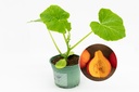 Seedling, Winter squash, Hokkaido orange