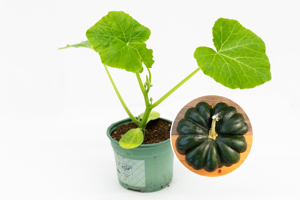 Seedling, Squash, Musquée de Provence