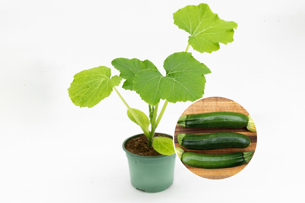 Planton bio de Courgette 'Grey Zucchini'