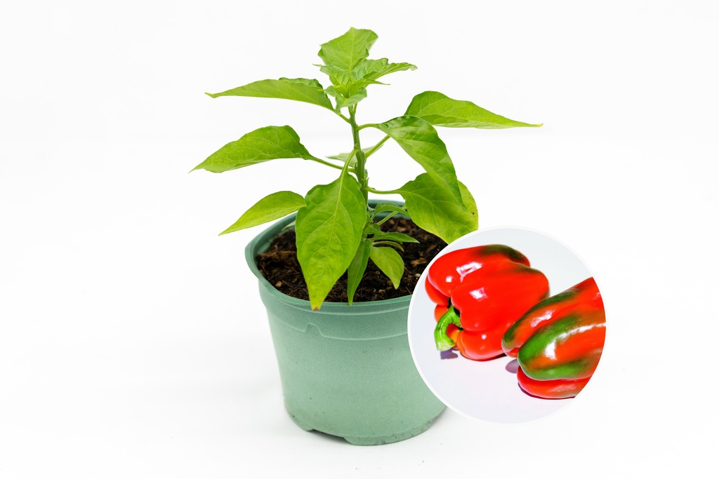 Seedling, Sweet pepper, Rosso d'Asti