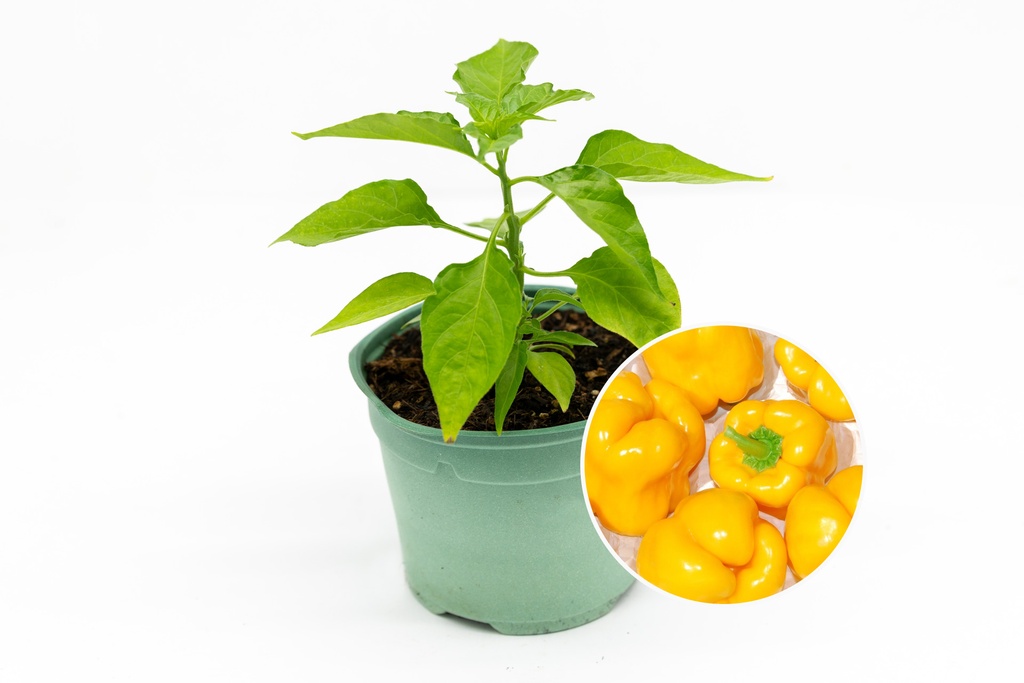 Seedling, Sweet pepper, Golden Wonder 