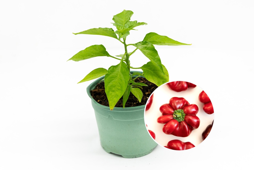 Pepper Seedling, Round Hungarian (Selection Z)