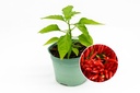 Seedling, Chili pepper, Fortissimo