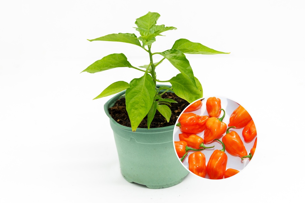 Planton bio de Piment 'Habanero'