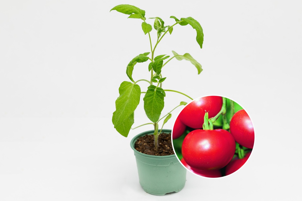 Planton bio de Tomate 'Matina'