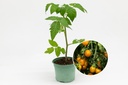 Seedling, Tomato, Yellow cherry 