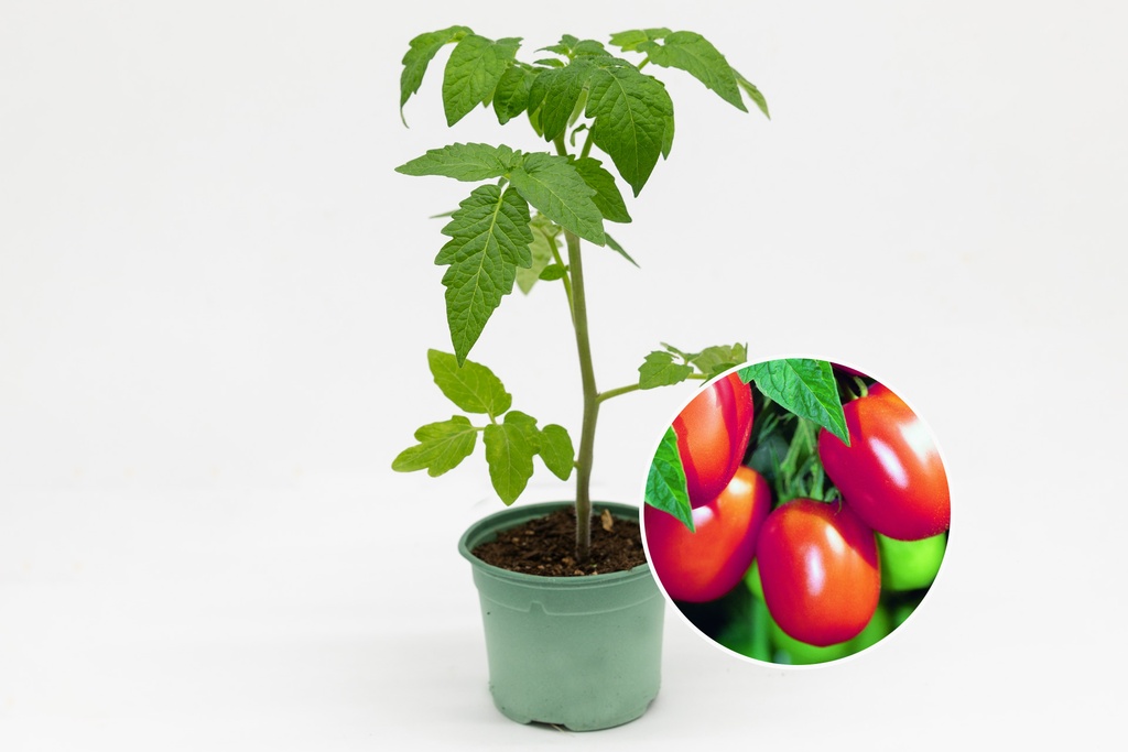 Pianta, Pomodoro, Pomodoro da albero