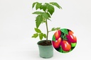 Planton bio de Tomate 'Tomate grimpante'