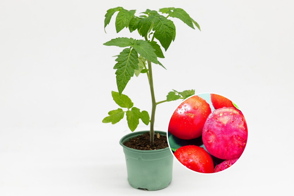 Seedling, Tomato, Sweet Hungarian 