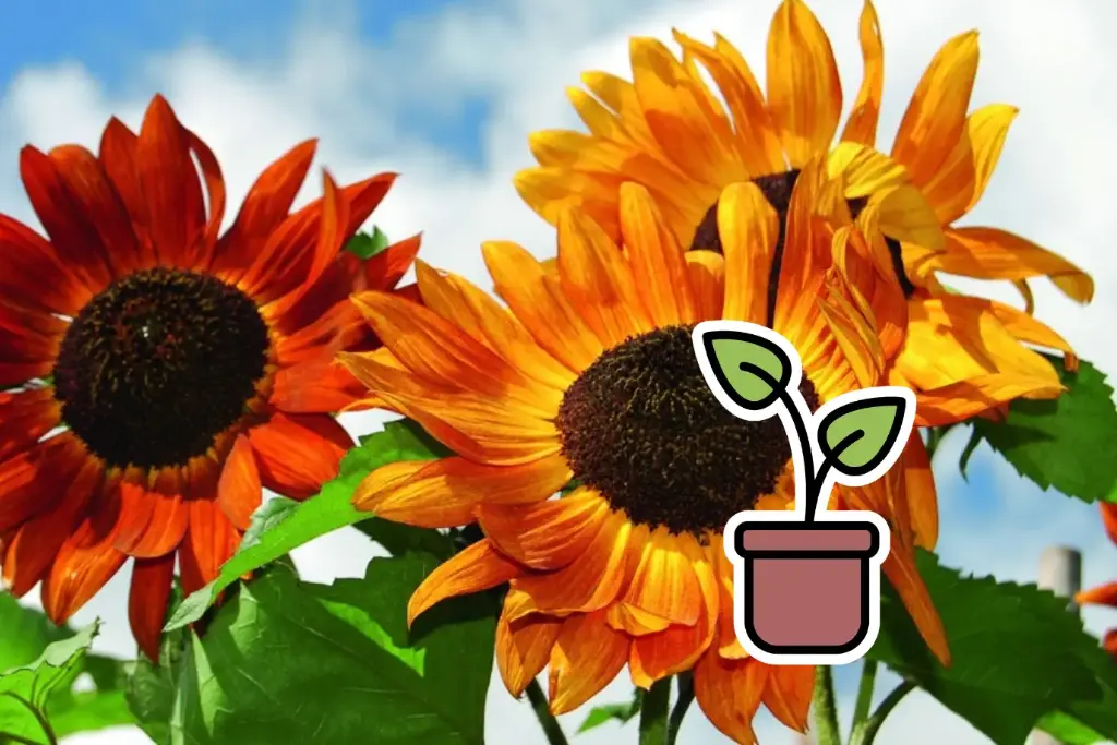 Planton bio de Tournesol 'Reine de velours'