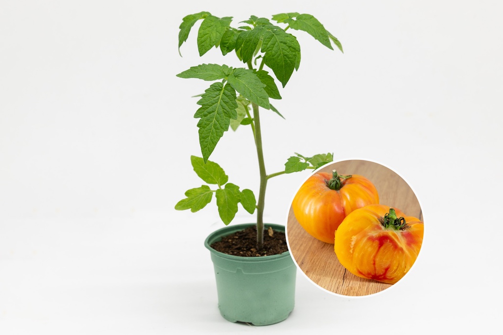 Planton bio de Tomate 'Ananas orange'