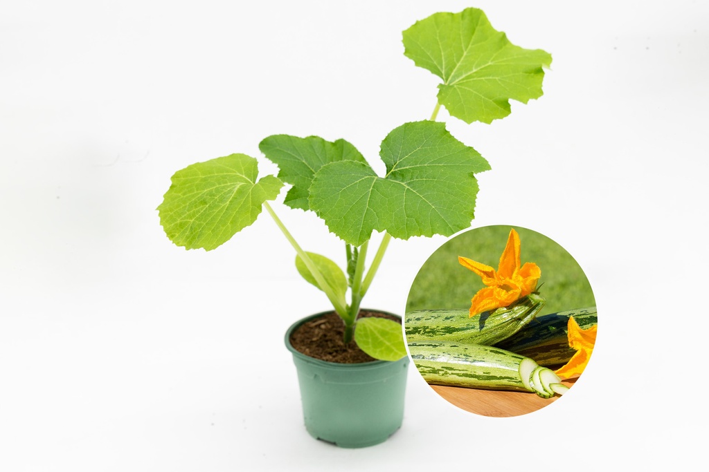 Seedling, Zucchini, Striped from Genoa