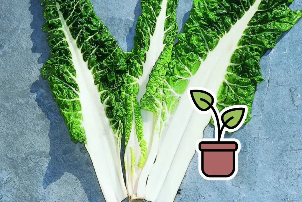 Organic Swiss chard seedling 'Geneva'