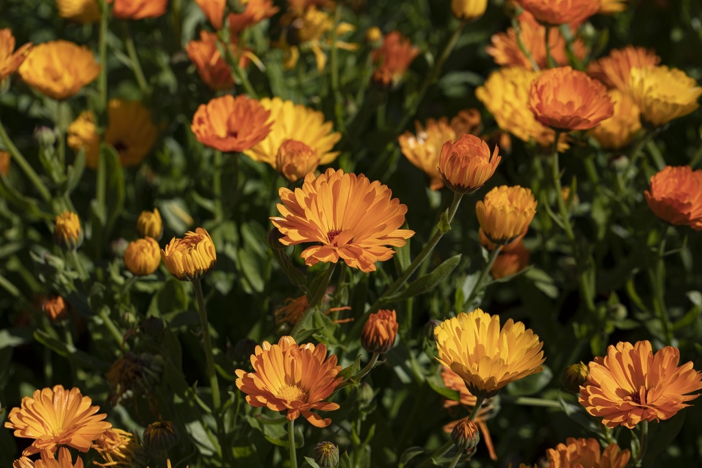 Seedling, Common marigold, Orange wonder