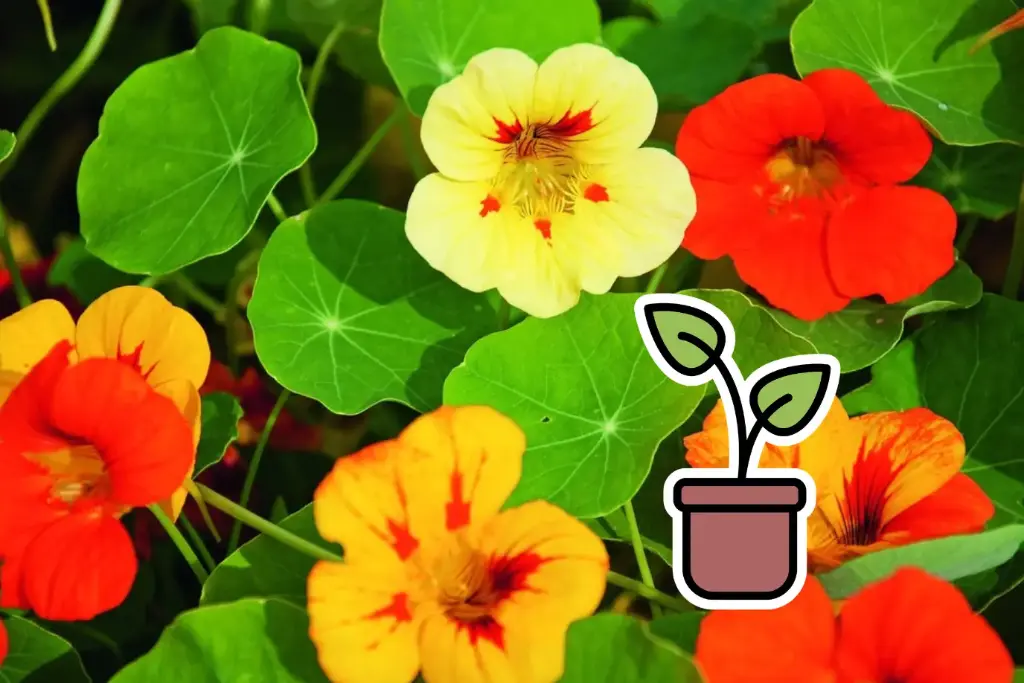 Seedling, Nasturtium, Simple mix