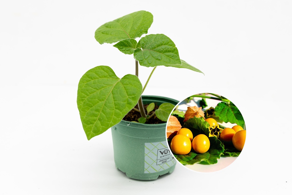 Seedling, Cape gooseberry, Physalis