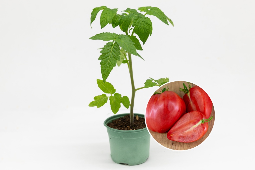 Planton bio de Tomate 'Coeur de Boeuf'