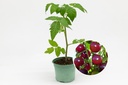 Planton bio de Tomate 'Cerise noire'