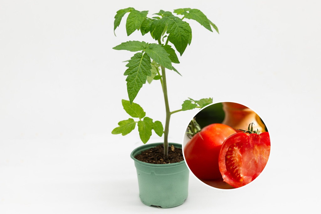 Planton bio de Tomate 'Carmelle'