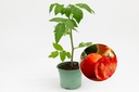 Seedling, Tomato, Carmelle