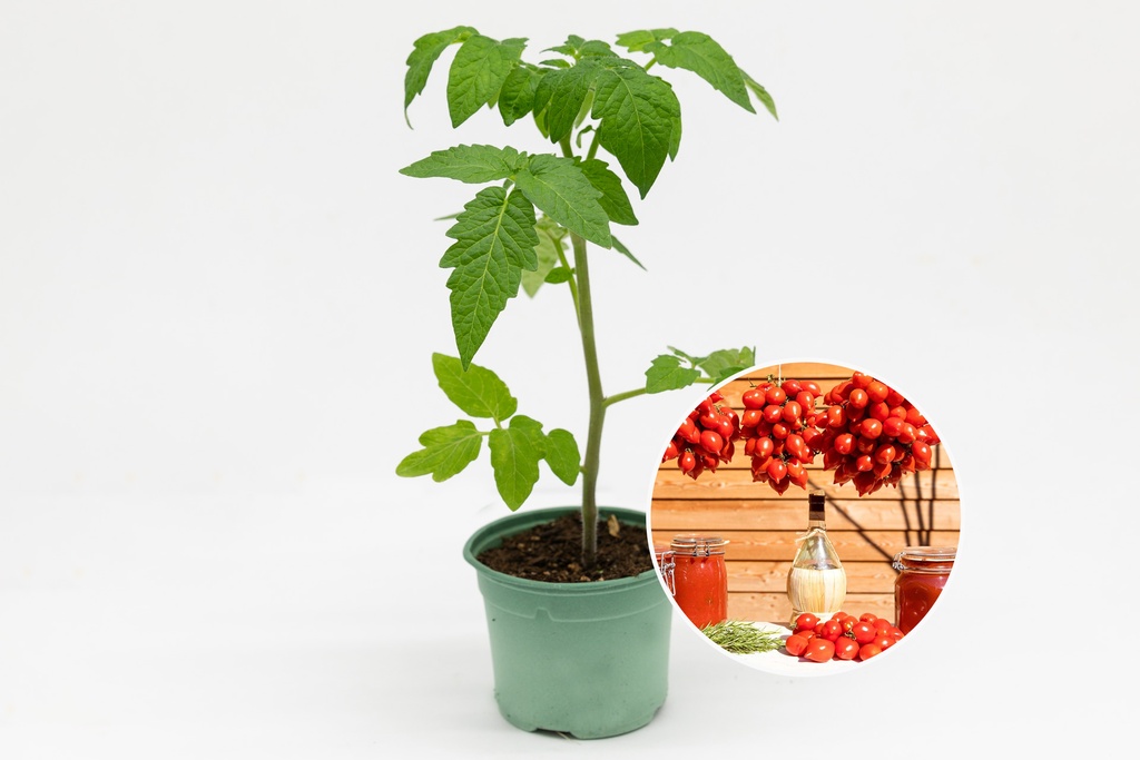 Planton bio de Tomate de stockage Vésuve