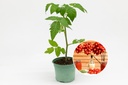 Seedling, Tomato, Vesuvio (storing tomato)