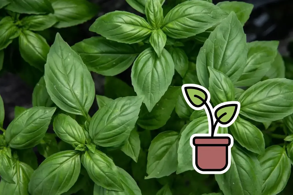 Seedling, Basil, Geneva