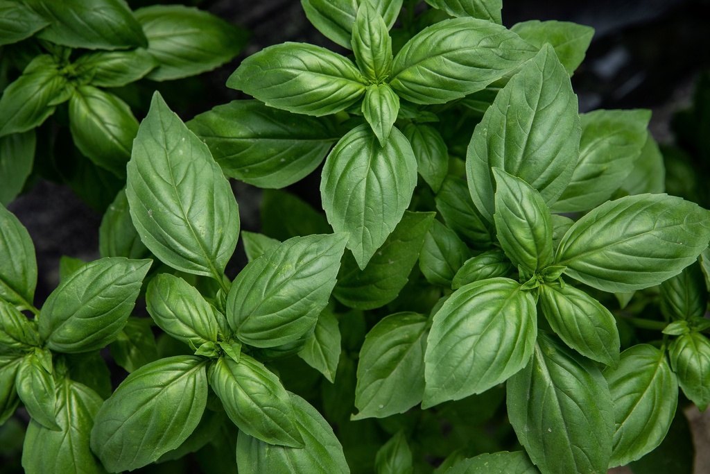 Seedling, Basil, Geneva