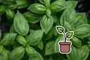 Seedling, Basil, Geneva