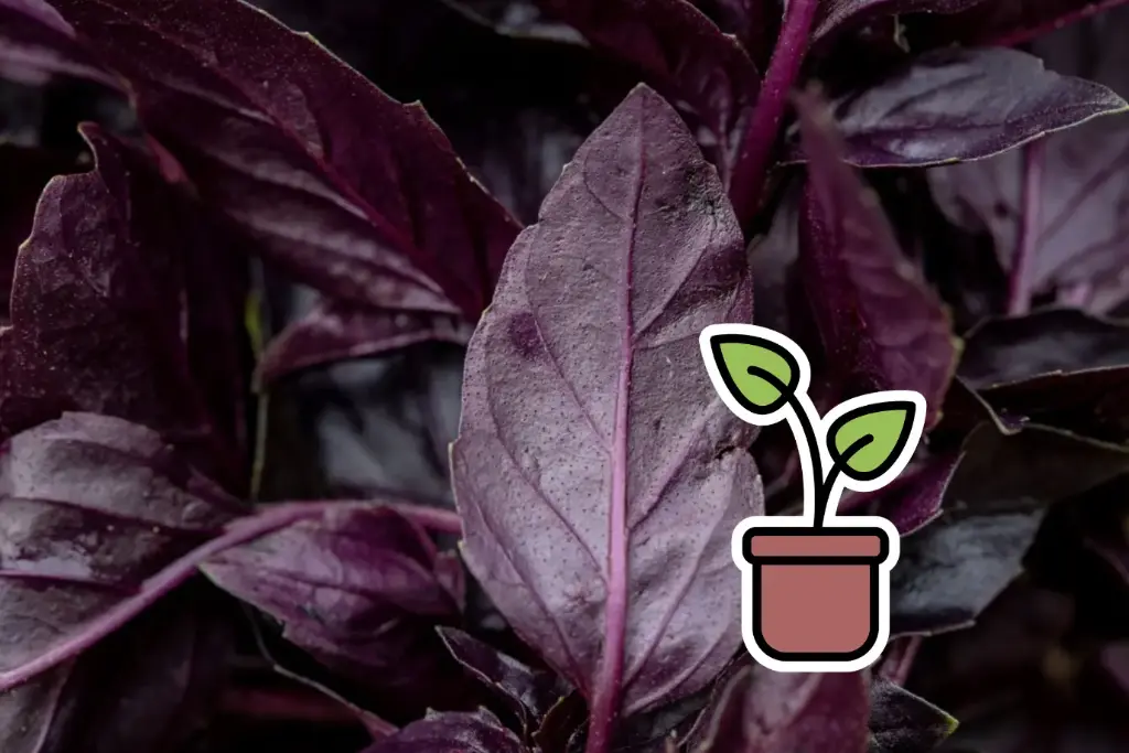 Seedling, Basil, Opal