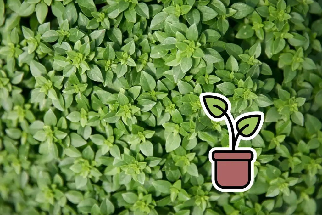 Seedling, Basil, Greek 